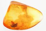 Detailed Fossil Fly (Dolichopodidae) in Baltic Amber #325446-1